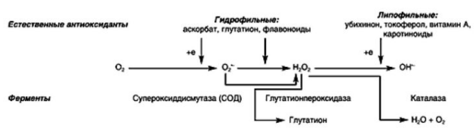 Взаимодействие прооксидантов и антиоксидантной системы клеток и тканей in vivo 