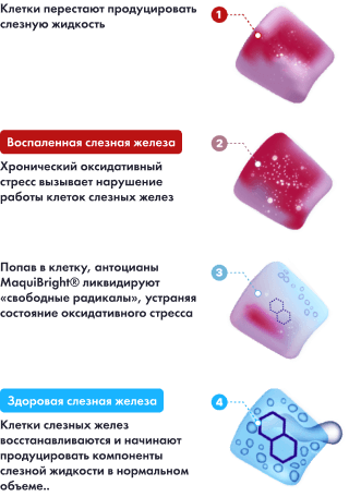 Как работают капсулы Delphanto®